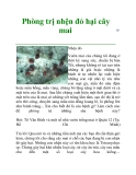 Phòng trị nhện đỏ hại cây mai