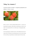 Trồng “cây vitamin A”