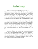 Aciotis sp