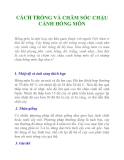 CÁCH TRỒNG VÀ CHĂM SÓC CHẬU CẢNH HỒNG MÔN
