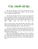 Cây chuối tài lộc