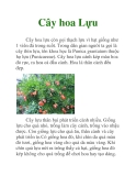 Cây hoa Lựu