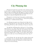 Cây Phượng tím