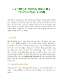 KỸ THUẬT TRỒNG HOA LILY TRONG CHẬU CẢNH