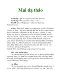 Mai dạ thảo