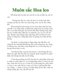 Muôn sắc Hoa leo