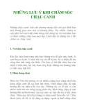 NHỮNG LƯU Ý KHI CHĂM SÓC CHẬU CẢNH