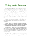 Trắng muốt hoa sưa