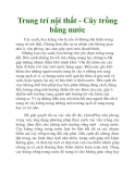 Trang trí nội thất - Cây trồng bằng nước