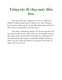 Trồng cây để thay máy điều hòa