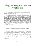 Trồng cây trong nhà - vừa đẹp vừa tiện íchCây trồng trong nhà không chỉ phục