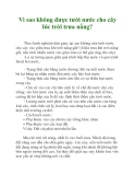 Vì sao không được tưới nước cho cây lúc trời trưa nắng?