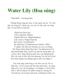 Water Lily (Hoa súng)