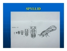 Báo cáo nghiên cứu khoa học " SPYLLID "