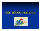 SÂU BỆNH HẠI LÚA