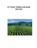 KỸ THUẬT TRỒNG CHÈ SHAN NÚI CAO