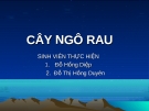 CÂY NGÔ RAU