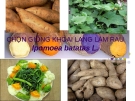 Chọn giống khoai lang làm rau