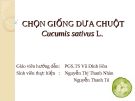 Chọn giống dưa chuột