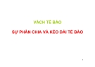 VÁCH TẾ BÀO SỰ PHÂN CHIA VÀ KÉO DÀI TẾ BÀO