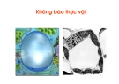 Không bào thực vật