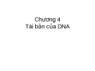 Chương 4: Tái bản của DNA