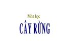 Cây rừng