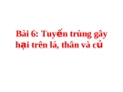 Tuyến trùng gây hại trên lá, thân và củ