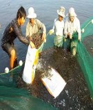 Luận văn ảnh hưởng của các biện pháp kỹ thuật nuôi tôm sú  (Penaeus monodon) thâm canh đến môi trường bùn đáy ao