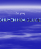 Chuyển hóa Glucid