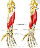 Thoái hóa khớp vùng bàn ngón tay ở nữ giới
