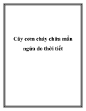 Cây cơm cháy chữa mẩn ngứa do thời tiết