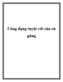 Công dụng tuyệt vời của củ gừng