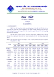 Đại cương về bắp