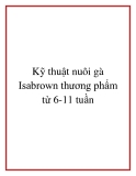 Kỹ thuật nuôi gà Isabrown thương phẩm từ 6-11 tuần