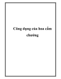 Công dụng của hoa cẩm chướng