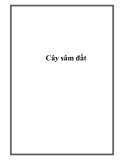 Cây sâm đất