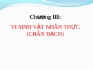 Chương III: VI SINH VẬT NHÂN THỰC (CHÂN HẠCH)