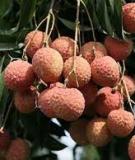 Hạn chế vải ra lộc đông
