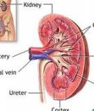 Viêm cầu thận cấp thường xuất hiện sau viêm họng