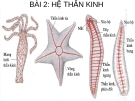 BÀI 2: HỆ THẦN KINH