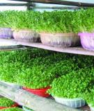 Cẩm nang trồng rau mầm