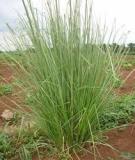 Lợi ích cỏ Vetiver