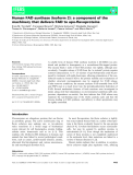 Báo cáo khoa hoc : Human FAD synthase (isoform 2): a component of the machinery that delivers FAD to apo-ﬂavoproteins