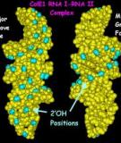 Macromolecules Nucleic acid and Protein.