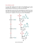 Cấu tạo chuỗi poly nucleotide