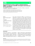 Báo cáo khoa học: The predominant protein arginine methyltransferase PRMT1 is critical for zebrafish convergence and extension during gastrulation