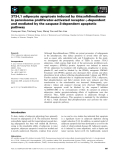 Báo cáo khoa học: 3T3-L1 adipocyte apoptosis induced by thiazolidinediones is peroxisome proliferator-activated receptor-c-dependent and mediated by the caspase-3-dependent apoptotic pathway