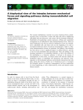 Báo cáo khoa học: A biophysical view of the interplay between mechanical forces and signaling pathways during transendothelial cell migration
