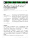 Báo cáo khoa học: Multidrug efflux pumps: The structures of prokaryotic ATP-binding cassette transporter efflux pumps and implications for our understanding of eukaryotic P-glycoproteins and homologues